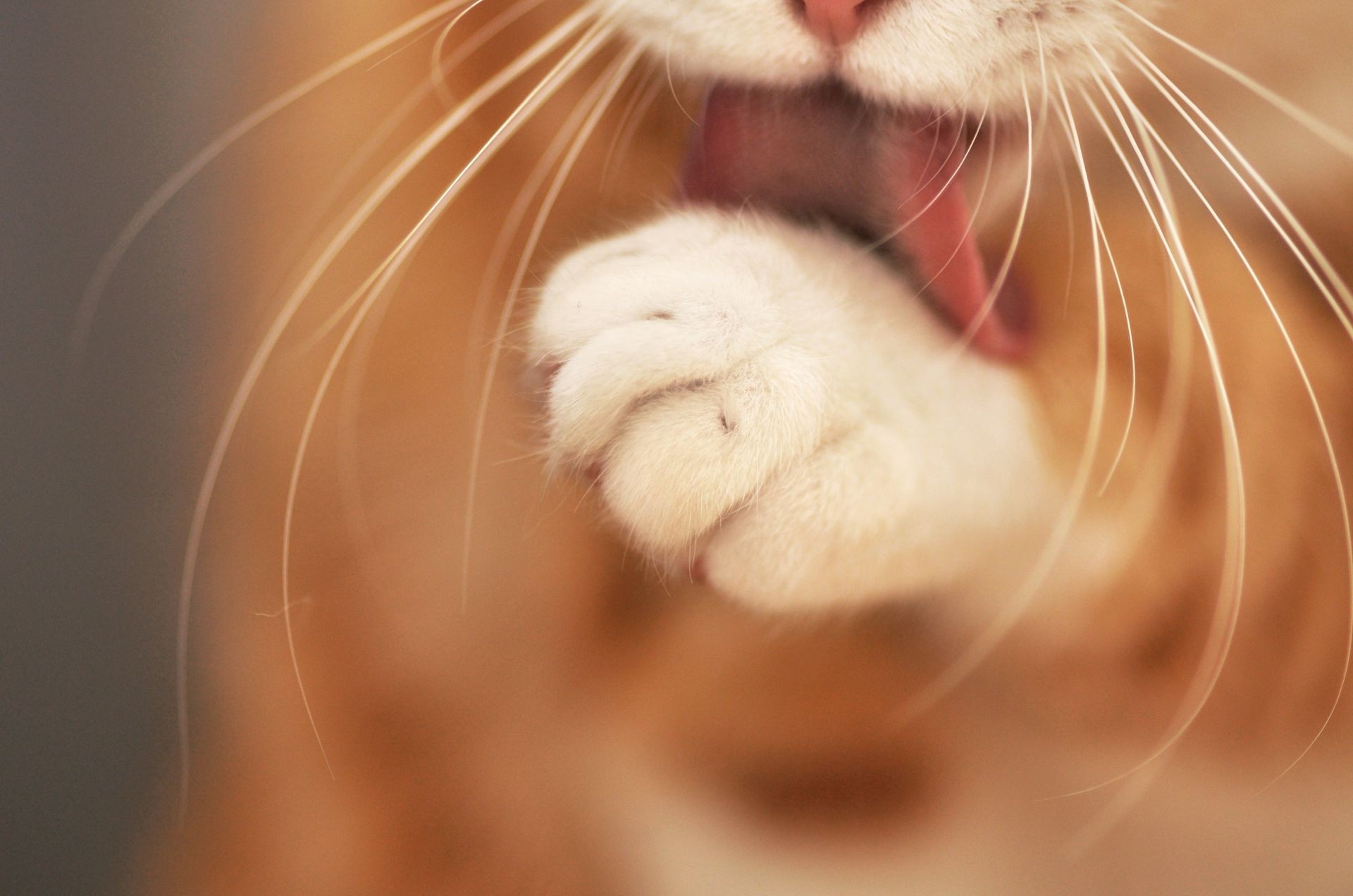 gatti ritratto gatto viso carino ragazza bella bambino amore studio sfocatura capelli occhio luce singolo giovane animale domestico