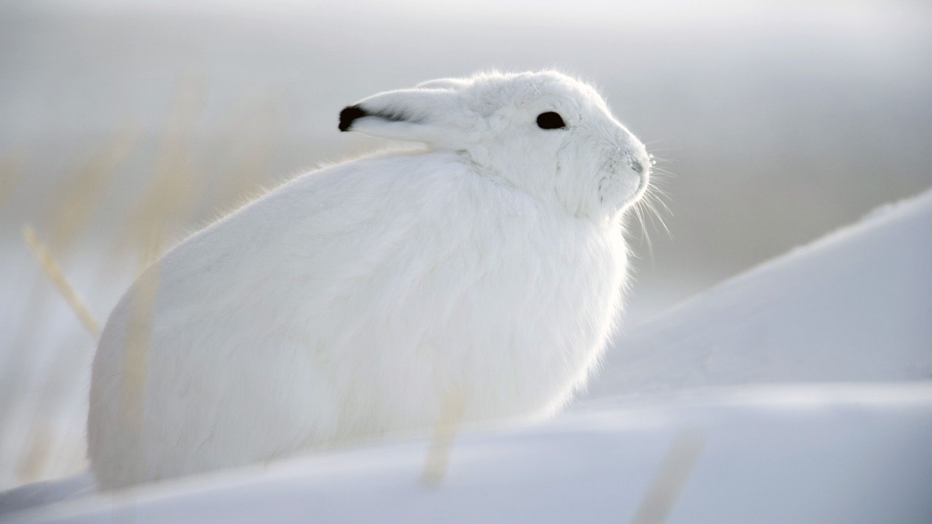 animali neve uccello inverno freddo animale natura fauna selvatica gelido