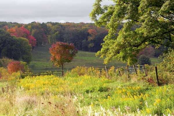 Colori di autunno su alberi e campi