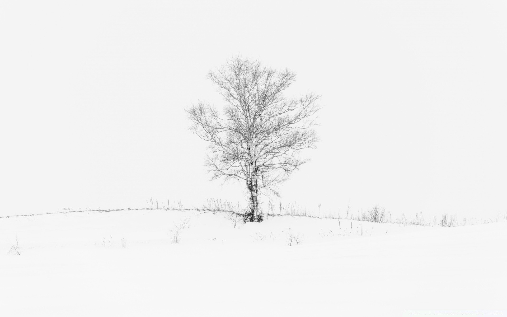 bianco inverno neve freddo albero gelo nebbia legno congelato stagione tempo natura paesaggio tempesta di neve ramo nebbia da solo solitudine ghiaccio