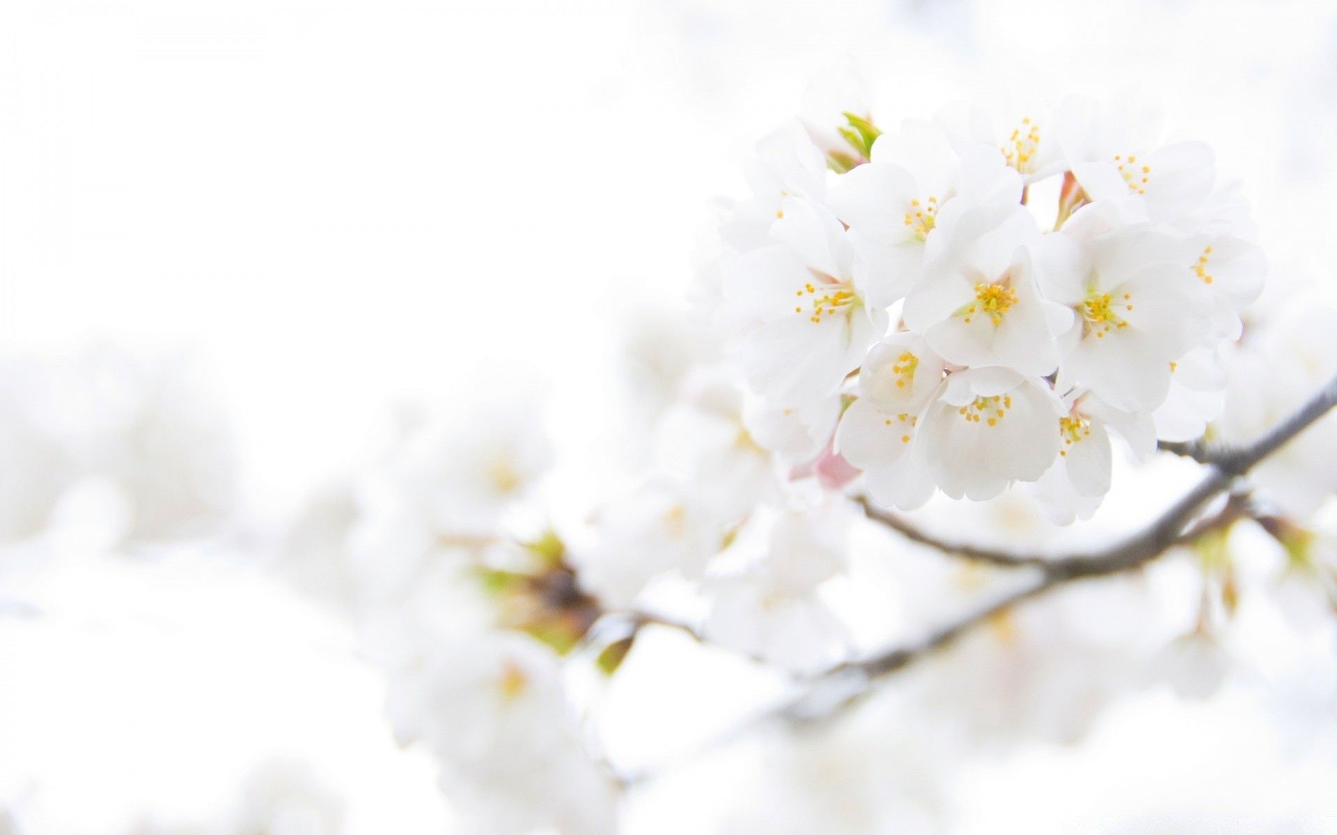 bianco fiore natura ciliegio flora albero mela luminoso ramo foglia estate crescita giardino petalo compagno fioritura stagione delicato bel tempo all aperto
