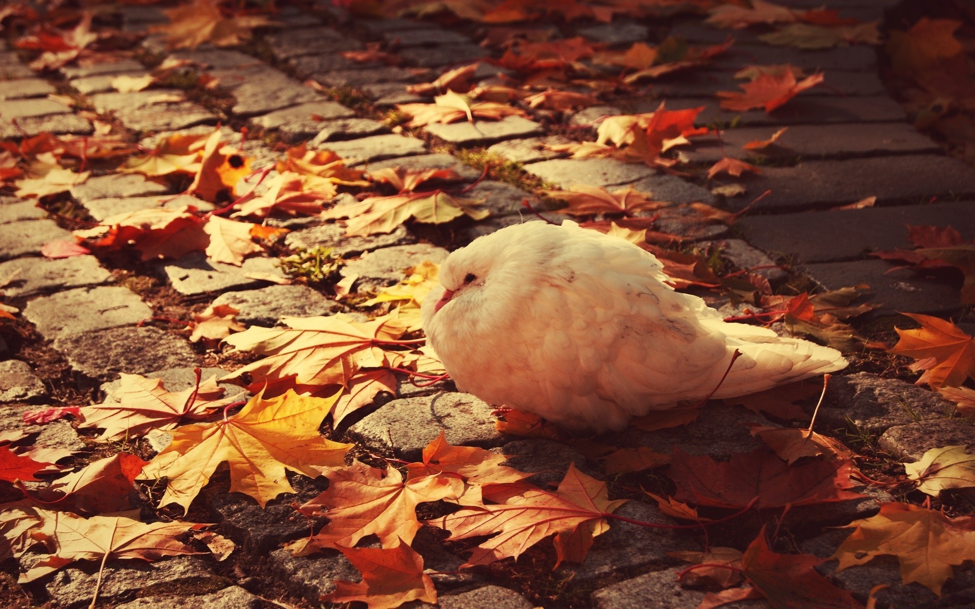 piccione uccello autunno natura all aperto uccelli
