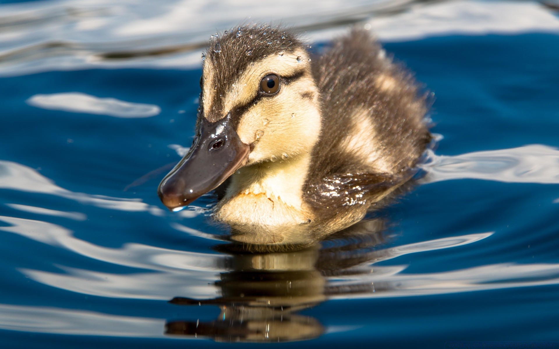 pulcini anatra acqua nuoto fauna selvatica uccello natura anatroccolo piscina lago riflessione bagnato all aperto uccelli acquatici animale singolo germano reale uccelli