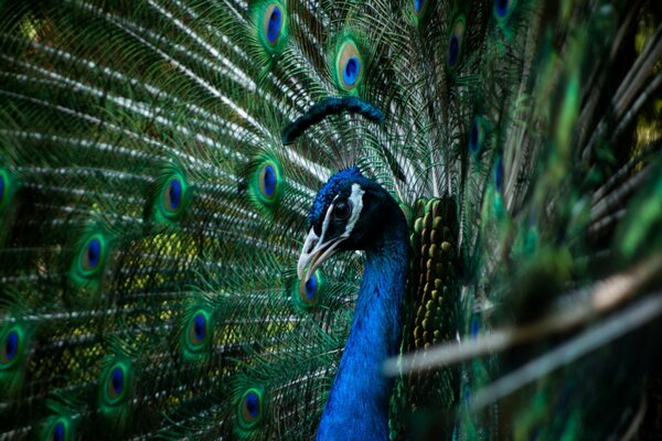 Bellissimo uccello pavone nella fotografia macro