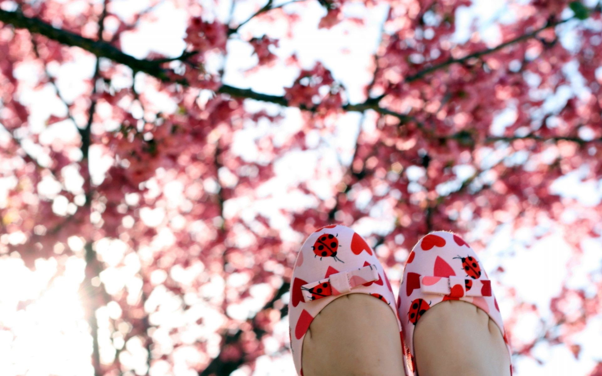 ciliegio albero fiore all aperto inverno stagione natura paesaggio ramo parco