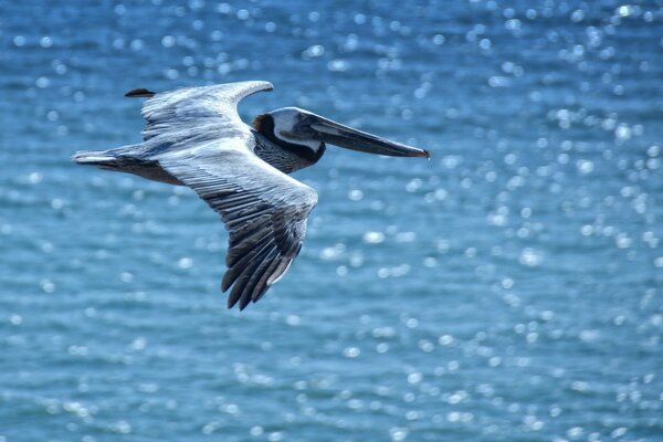 Pellicano caccia vola sopra l acqua