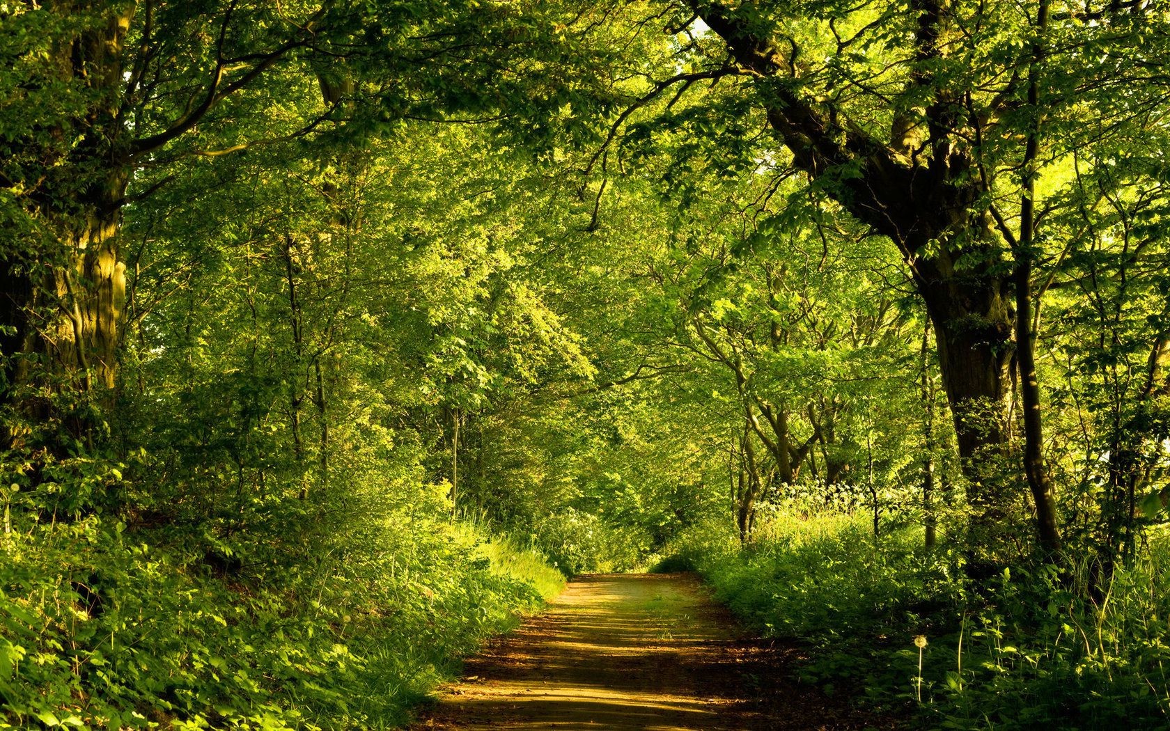 luoghi famosi legno albero natura foglia paesaggio parco lussureggiante alba ambiente bel tempo scenico guida stagione sole all aperto ramo paesaggio autunno luminoso