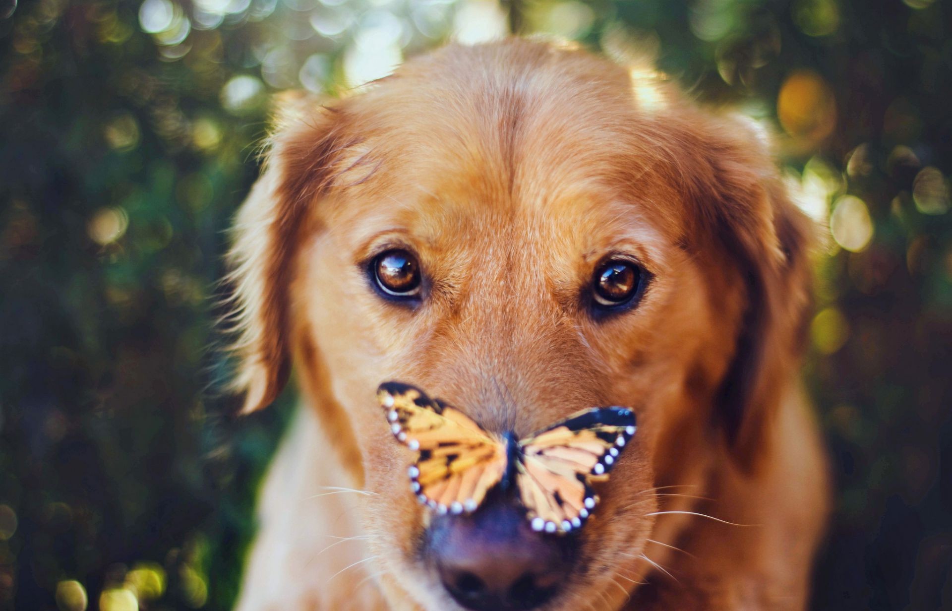 animali cane animale domestico carino animale mammifero ritratto canino cucciolo pelliccia natura