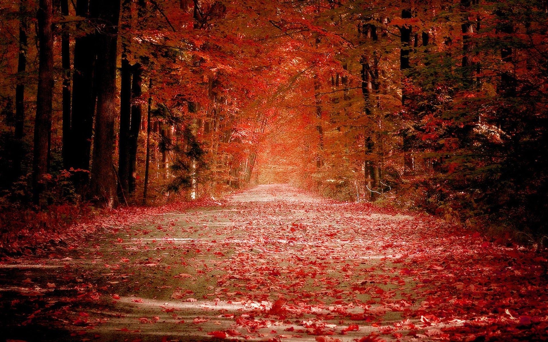 autunno autunno foglia