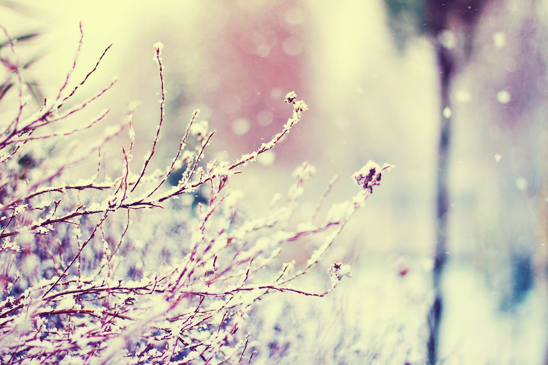 piante natura astratto inverno sfocatura arte luminoso carta da parati all aperto neve colore