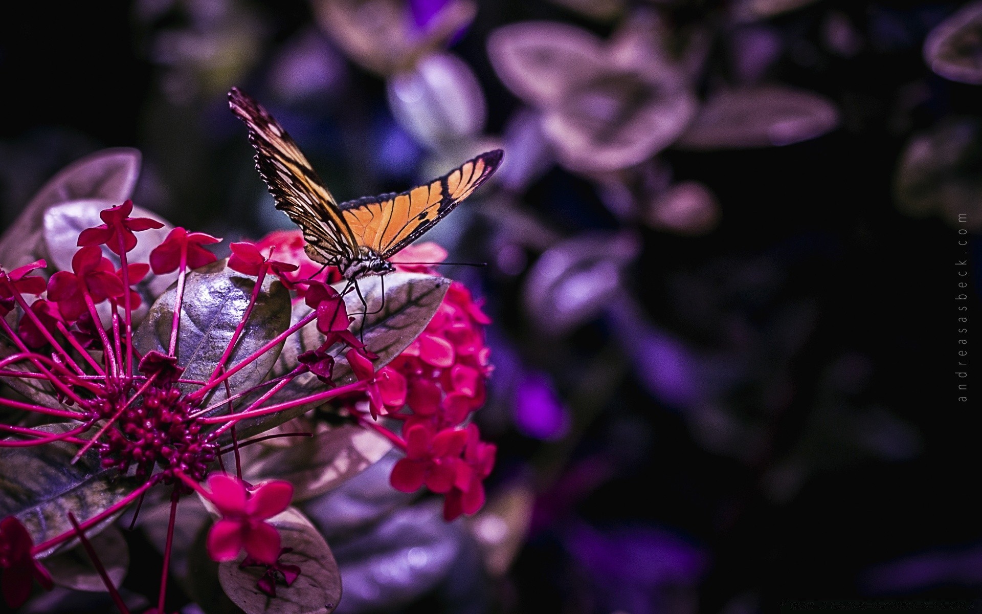 insetti farfalla natura fiore insetto giardino di colore di estate flora bella all aperto delicato floreale foglia di luce ala petalo luminoso