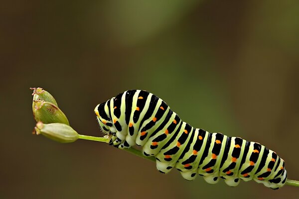 L incredibile bellezza della fauna selvatica