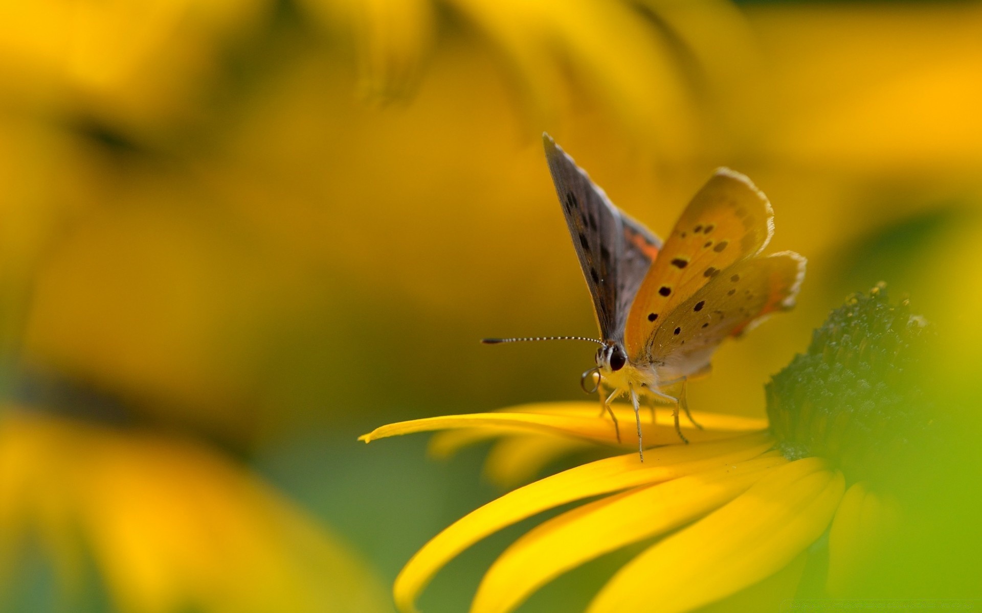 insetti natura farfalla insetto fiore estate luminoso all aperto colore foglia flora giardino bel tempo primo piano sfocatura