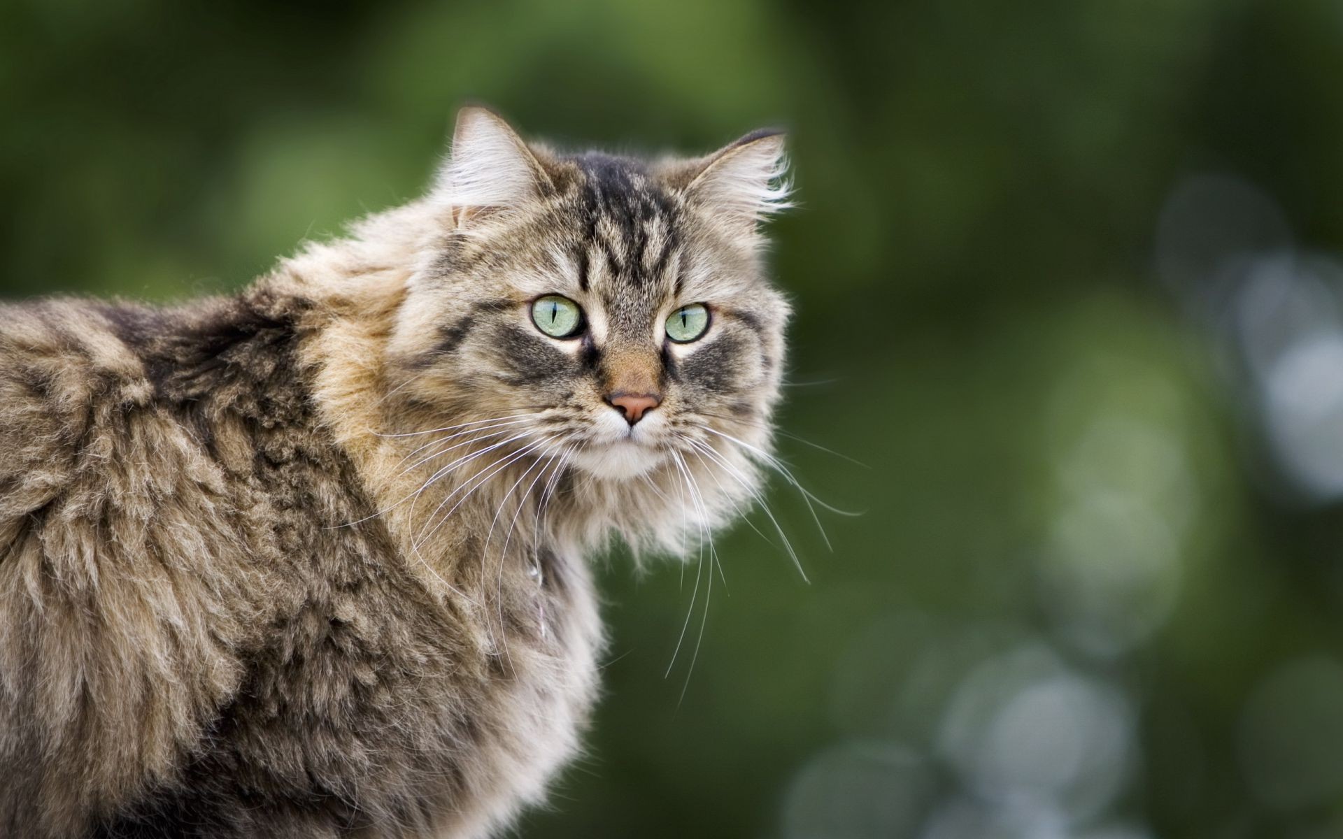 gatto animale gatto carino natura mammifero animale domestico ritratto