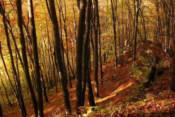 IL SOLE AUTUNNALE ILLUMINA UNA FORESTA RARA