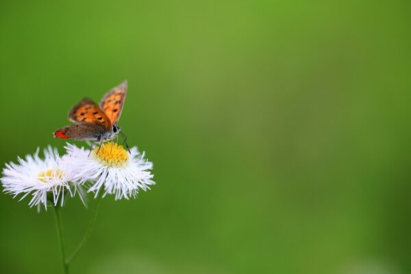 Farfalla seduta su sfondo verde fiore