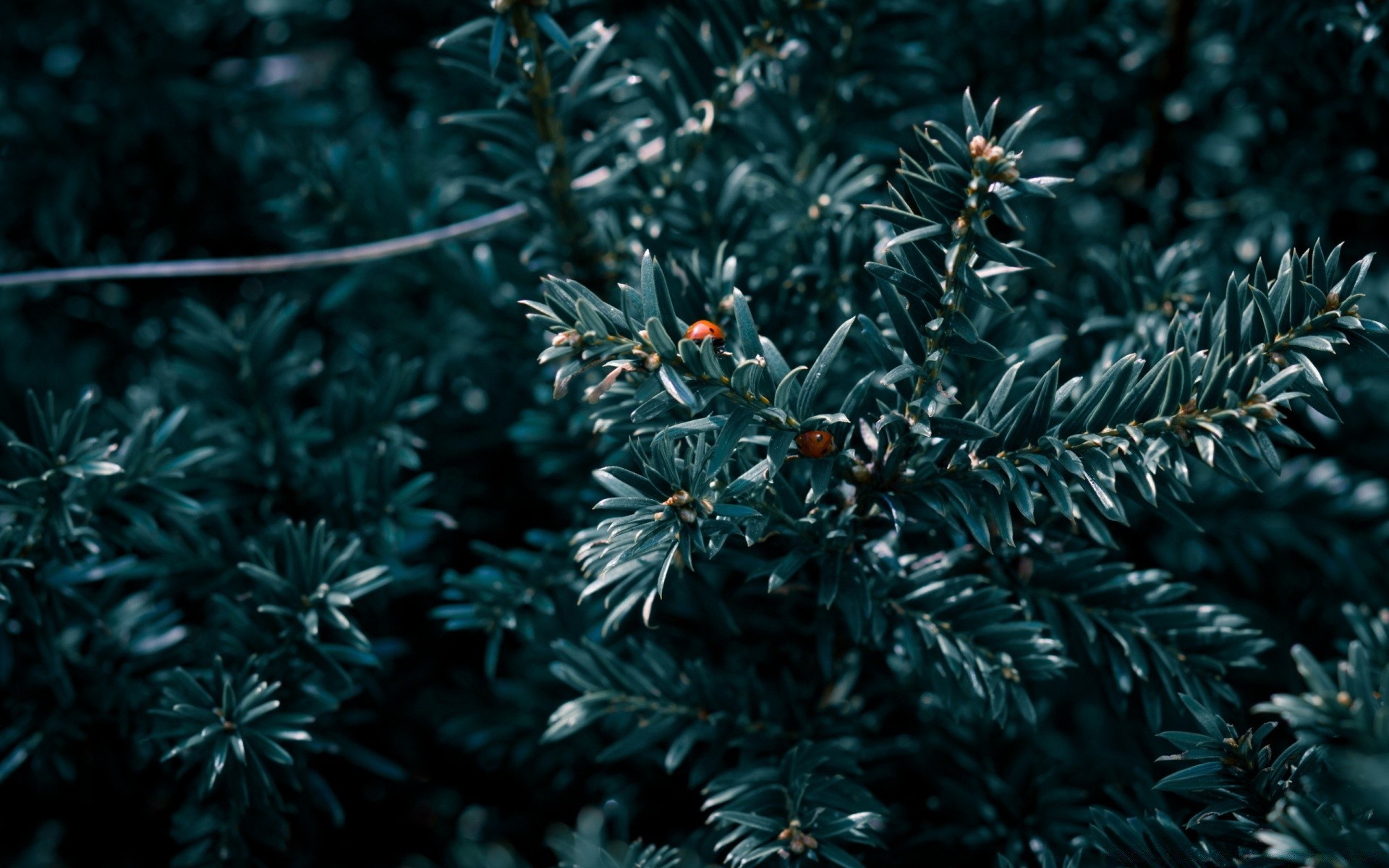 insetti natale inverno albero evergreen natura ago conifere ramo desktop foglia