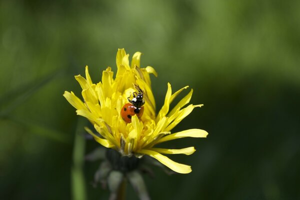 Coccinella in petali di dente di leone