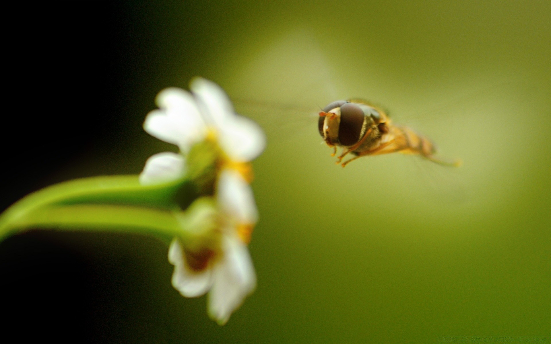 insetti insetto natura fiore sfocatura all aperto giardino foglia invertebrati fauna selvatica flora ape crescita biologia