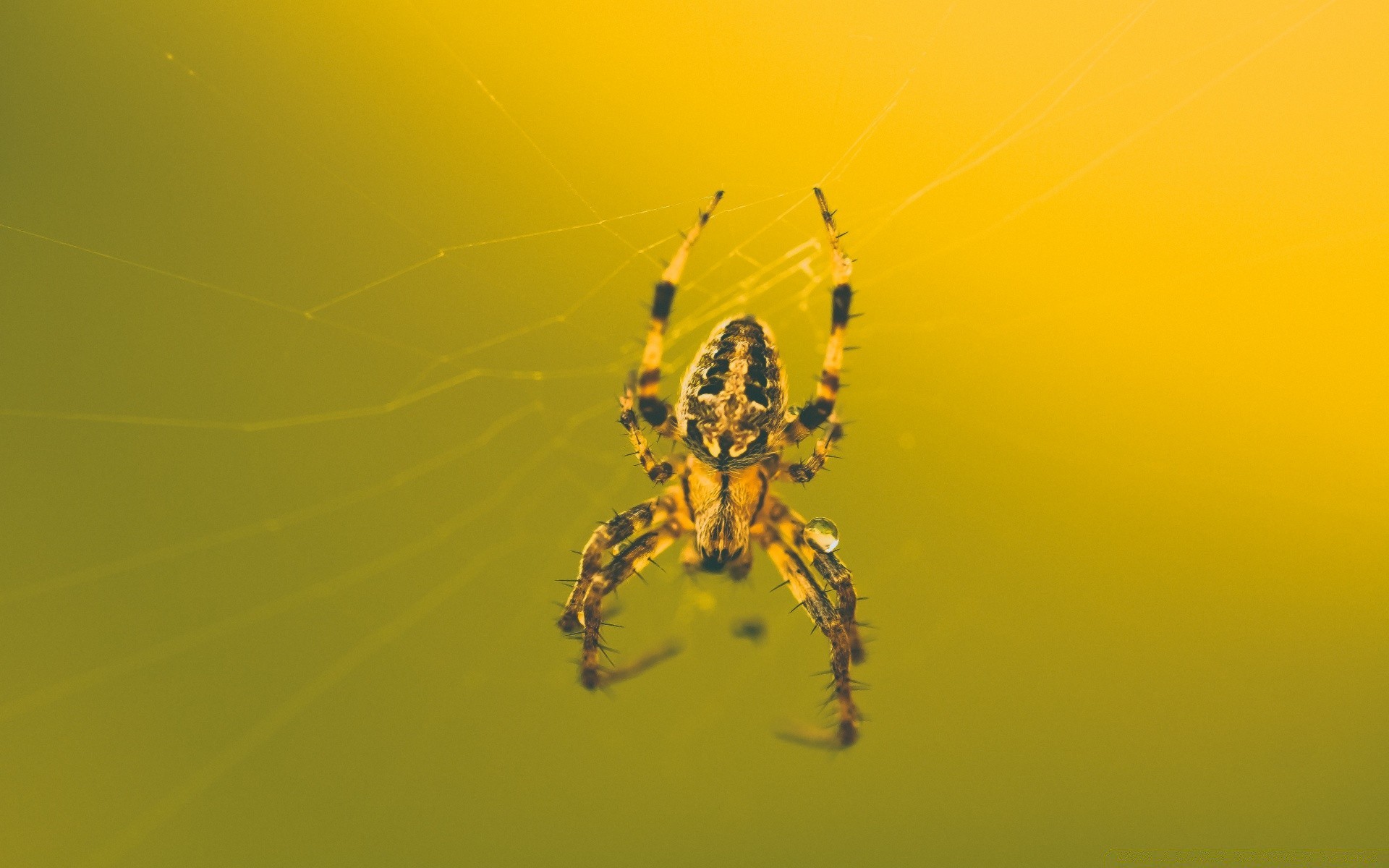 insetti ragno aracnide insetto ragnatela raccapricciante trappola invertebrati fobia ragnatela web spaventoso natura paura halloween desktop norwegian veleno animale fauna selvatica tarantola