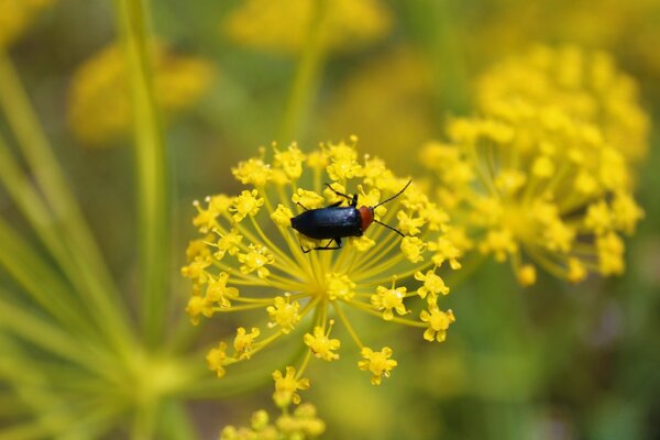 Lo scarabeo striscia sul fiore