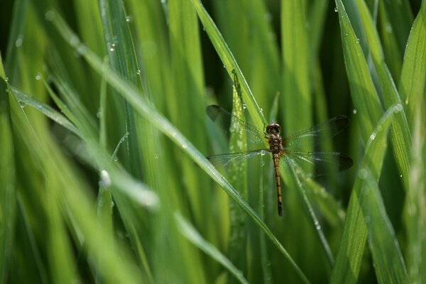 Libellula si sedette sull erba verde