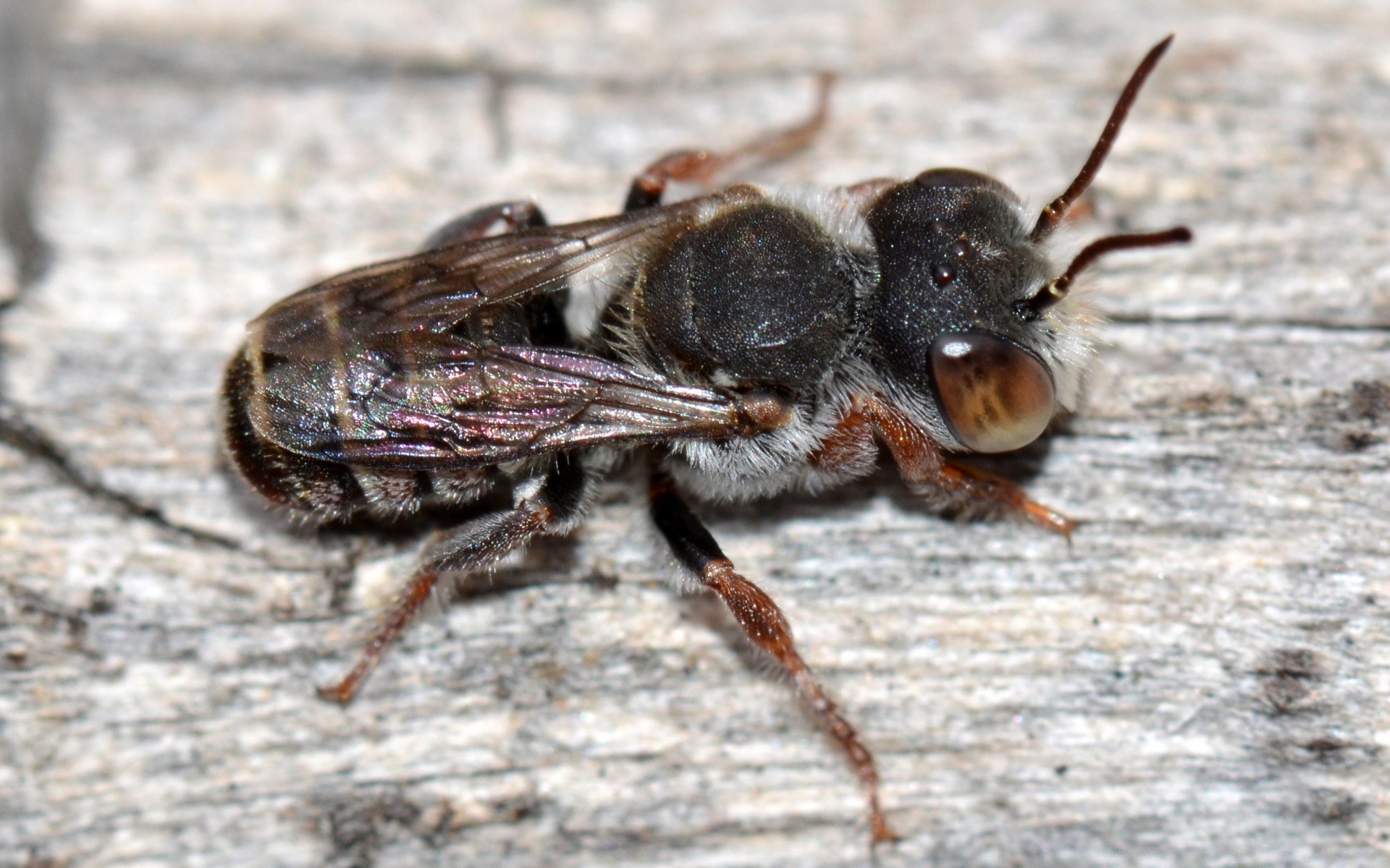insetti insetto natura invertebrati animale fauna selvatica piccolo primo piano selvaggio vicino scarabeo