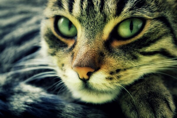 Ritratto di gatto con gli occhi verdi