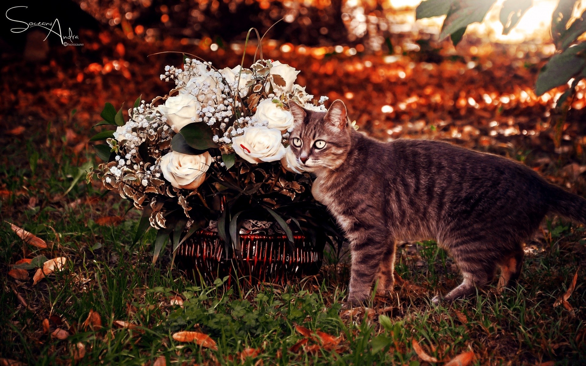 gatti mammifero natura all aperto autunno gatto albero foglia erba uno carino ritratto