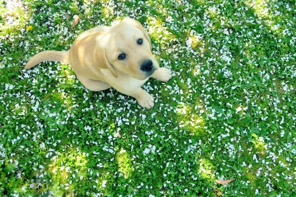 Cane carino seduto sull erba