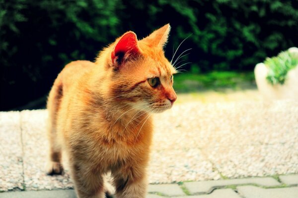 Piccolo gattino che cammina per strada