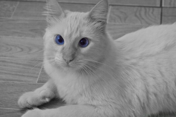 Gatto bianco con grandi occhi