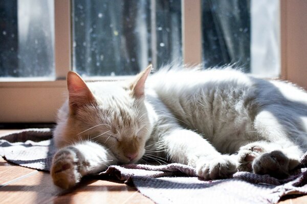 Bellissimo gatto addormentato stanco
