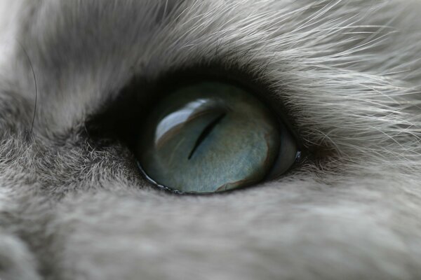 Occhio di gatto peloso blu