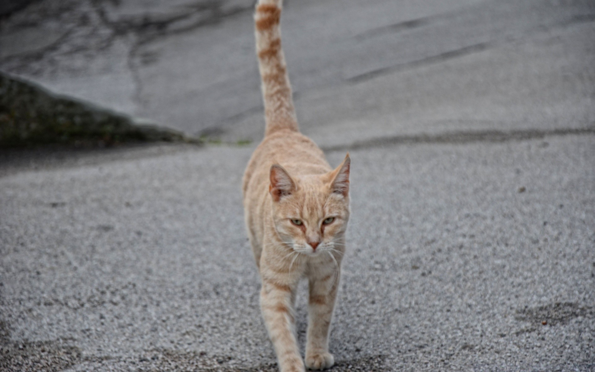 gatti gatto carino ritratto animale natura all aperto grigio uno piccolo giovane vista
