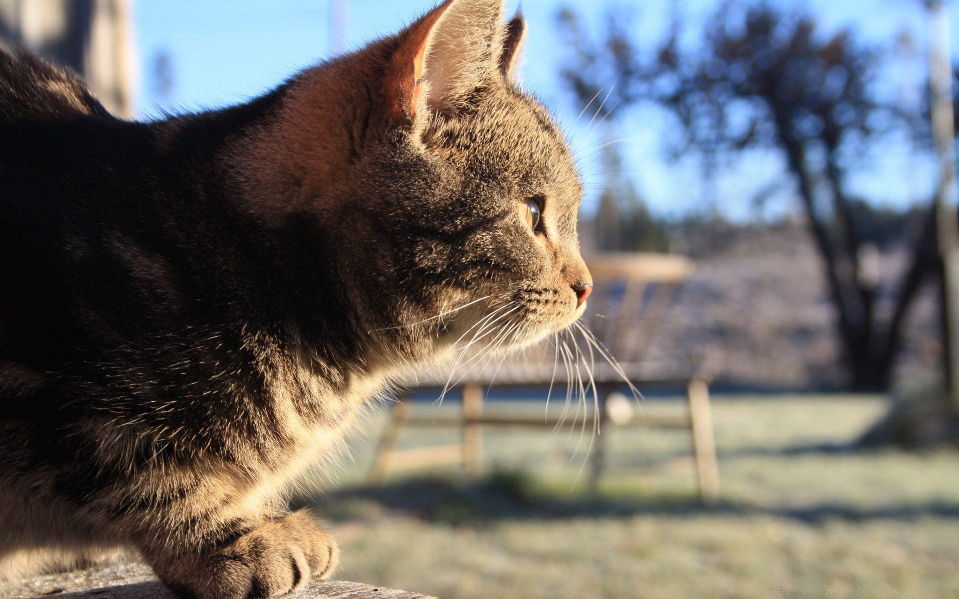 gatti gatto animale ritratto mammifero natura carino pelliccia animale domestico occhio gattino capelli anteprima giovane domestico all aperto selvaggio
