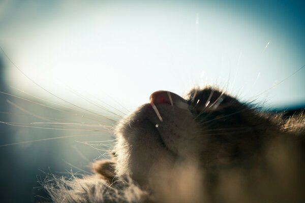 Gatto in posa all aperto