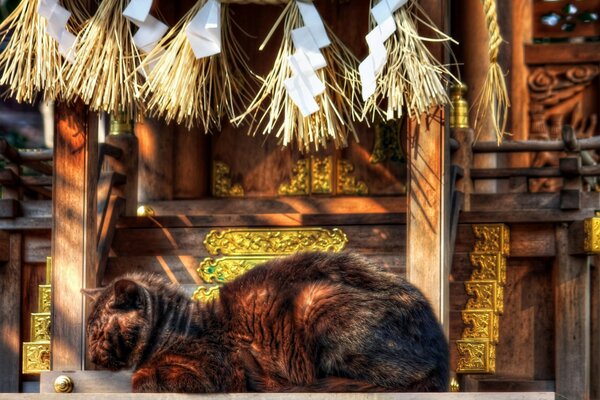 Casa tradizionale in legno di gatto
