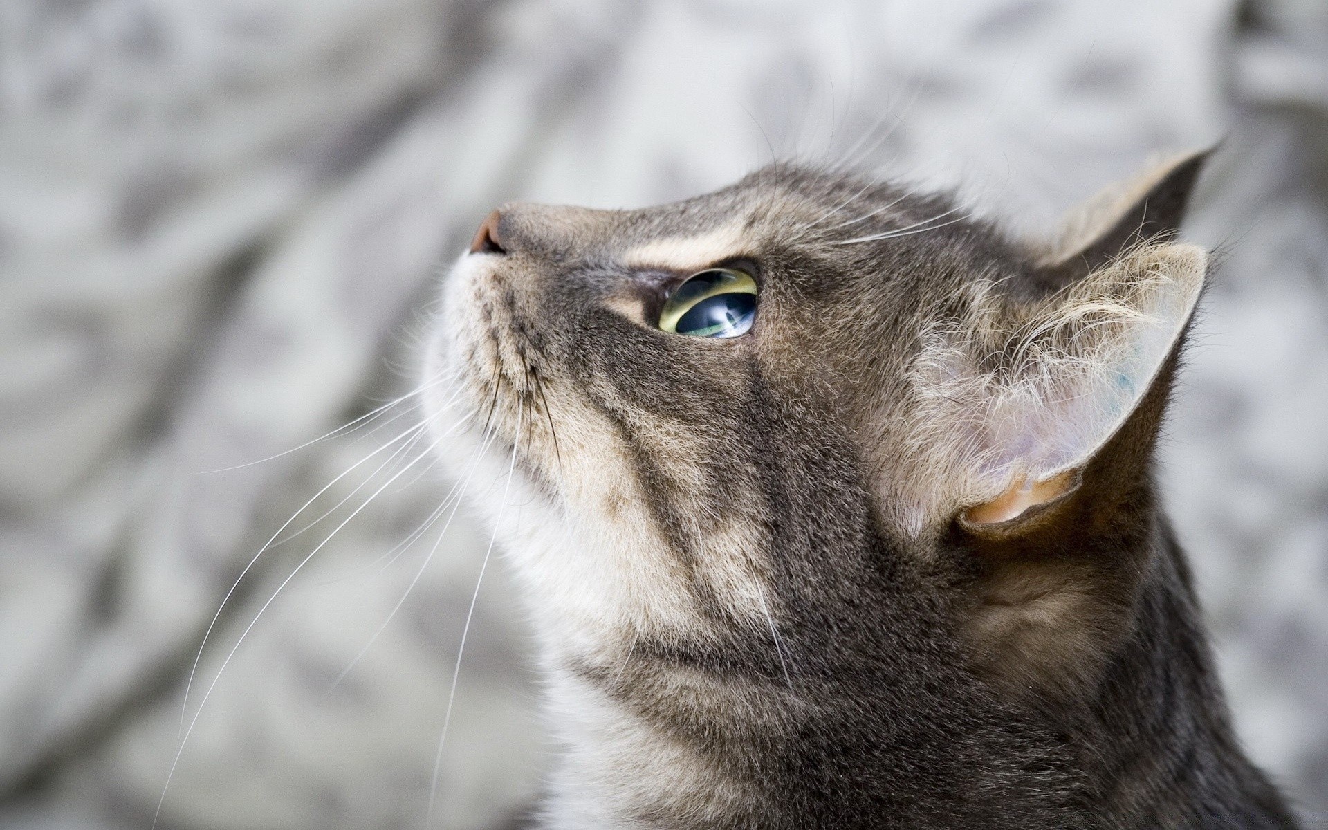 gatto animale gatto mammifero natura ritratto pelliccia carino animale domestico occhio fauna selvatica gattino grigio