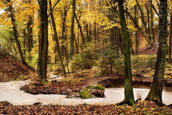 Foresta autunnale. Tempo d oro