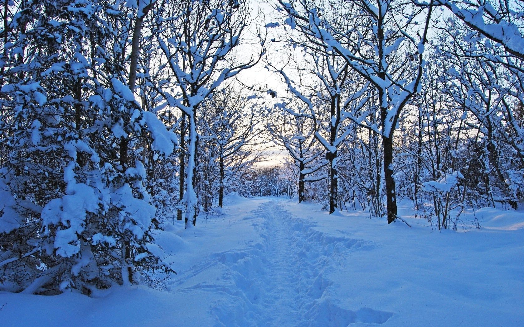 inverno neve freddo albero gelo stagione paesaggio legno ramo tempo ghiaccio congelato scenico scena natura neve-bianco gelido bel tempo paesaggio