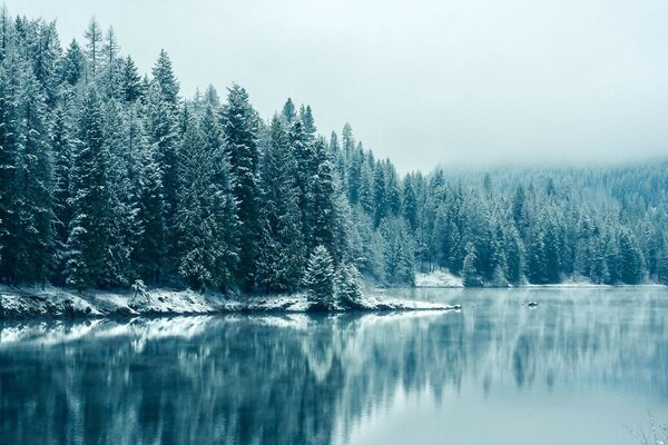 Alberi nella neve e vicino allo stagno