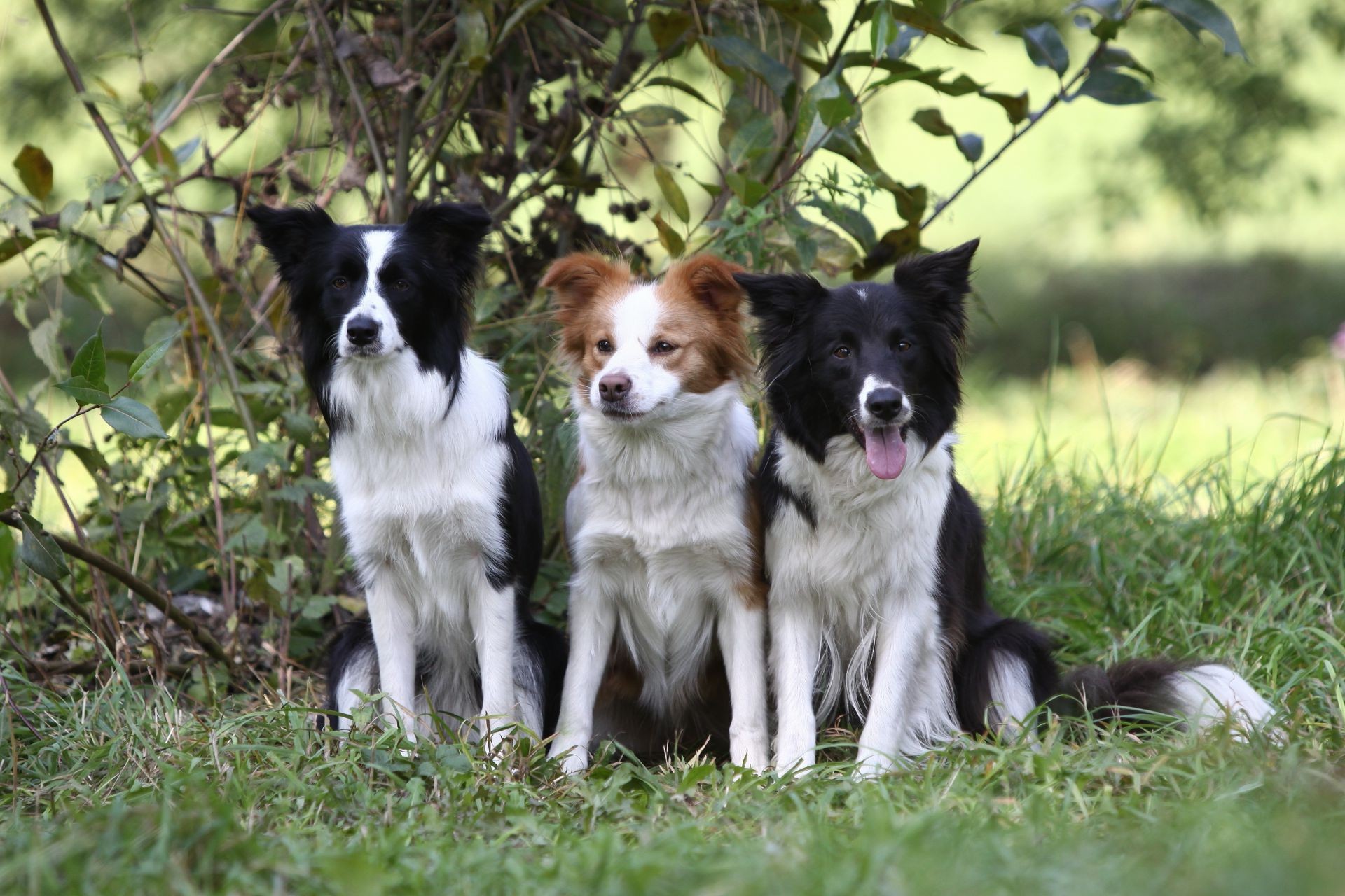cani cane canino mammifero erba animale animale domestico carino cucciolo pedigree ritratto domestico giovane natura razza purosangue
