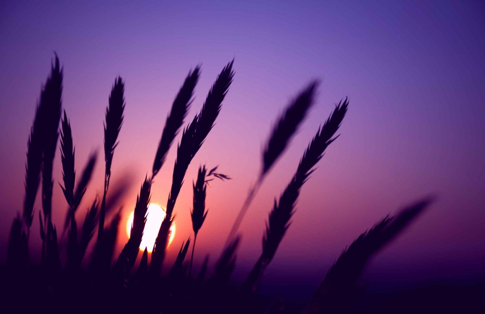 piante sagoma sole luce natura paesaggio cielo tramonto illuminato crescita estate alba