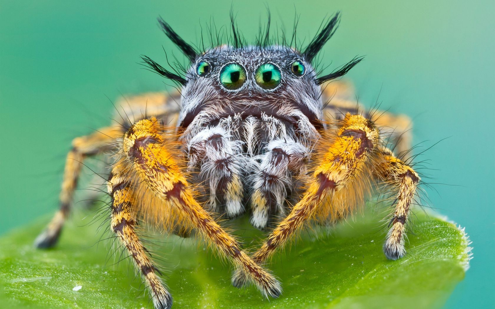 insetti ragno insetto natura aracnide animale peloso fauna selvatica raccapricciante selvaggio paura spaventoso primo piano ragnatela pericolo testa vicino fobia ragnatela