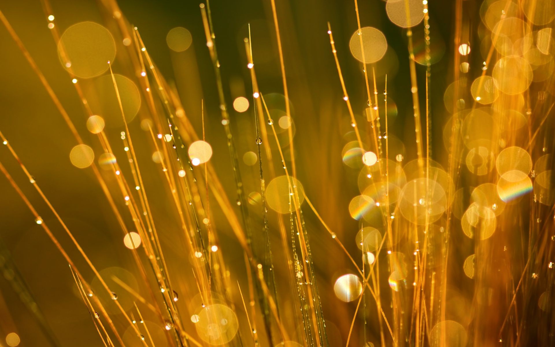 goccioline e acqua luce oro astratto natale luminescenza luminoso desktop colore splende vacanza