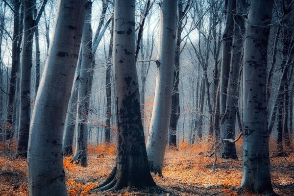 Tronchi d albero, foglie sul terreno