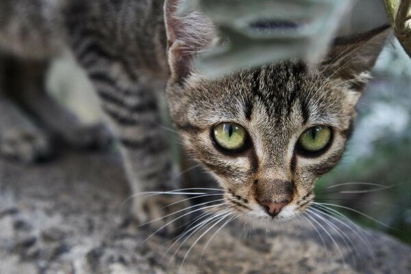 Simpatico gatto animale
