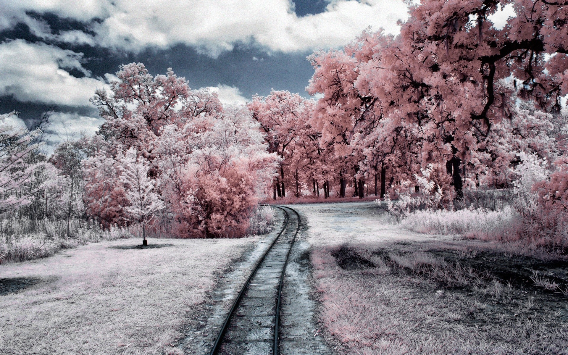 creativo albero strada paesaggio stagione guida parco natura legno ramo cielo inverno viaggi paesaggio scenico infrarossi