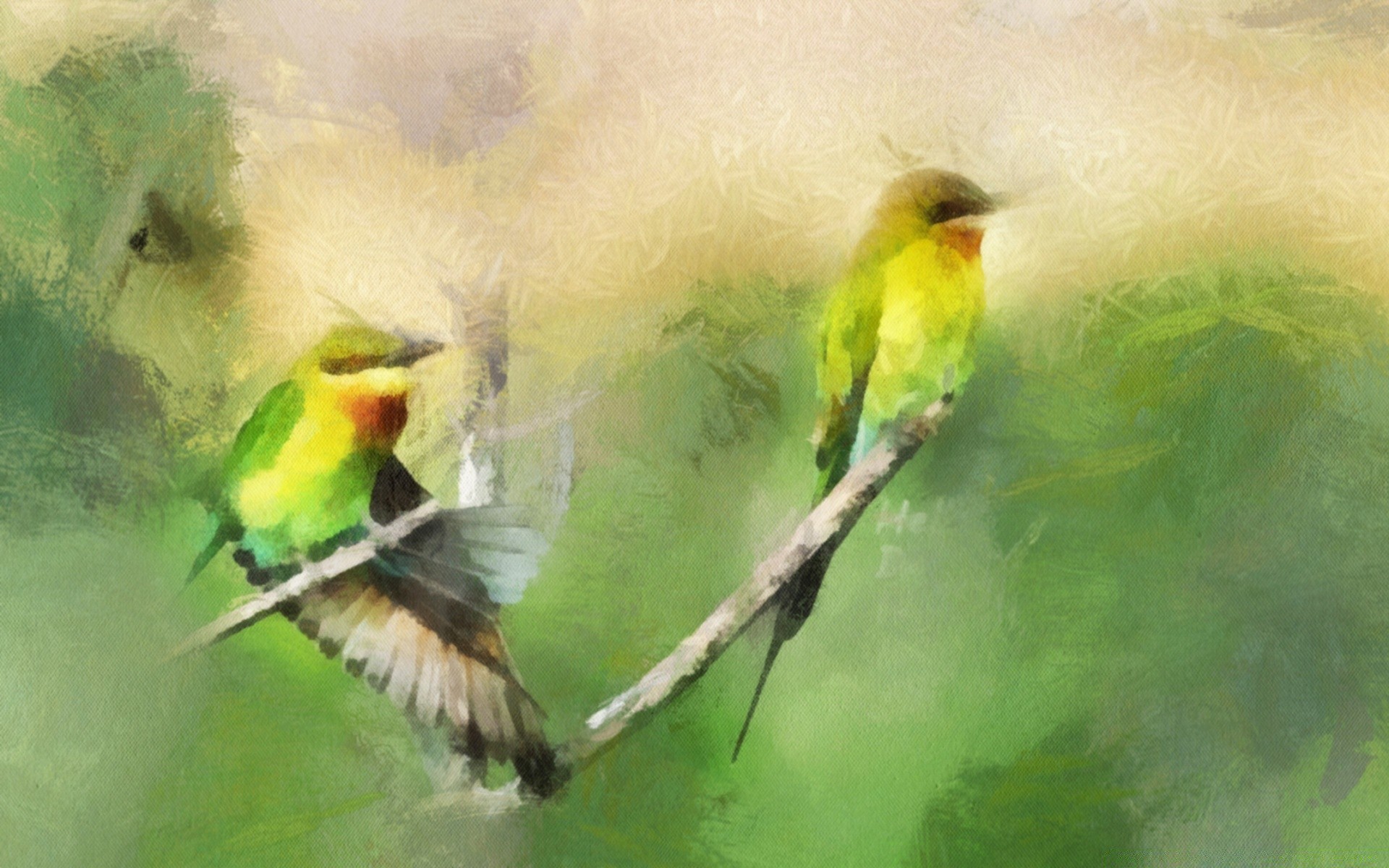 disegni uccello fauna selvatica animale becco avian selvaggio natura ala veloce all aperto tropicale piuma